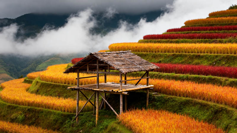 梯田秋色如画图片