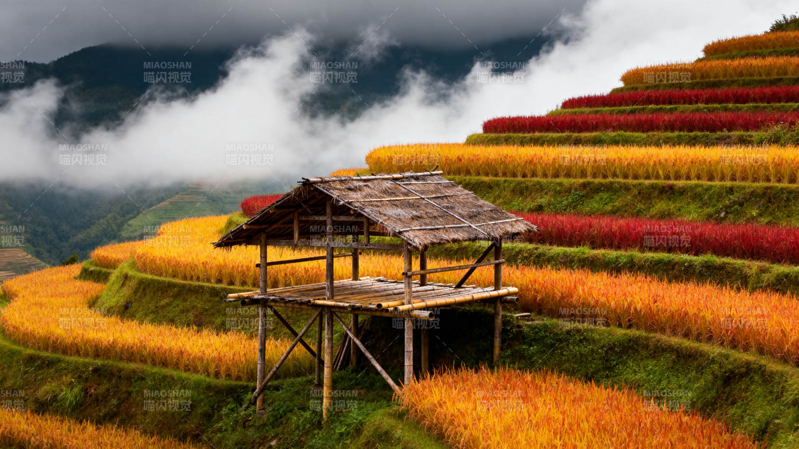 梯田秋色如画图片