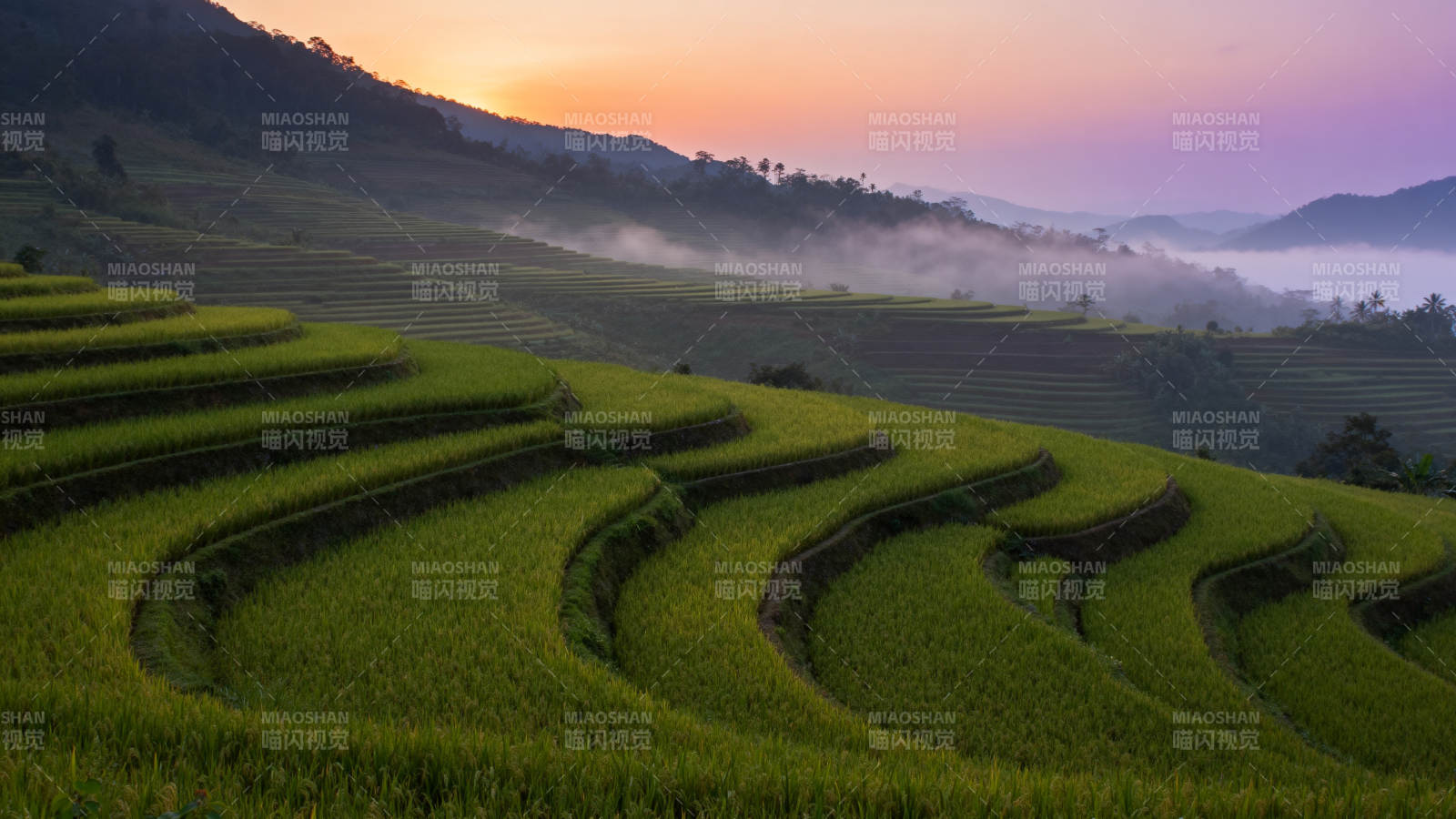 梯田晨曦图片