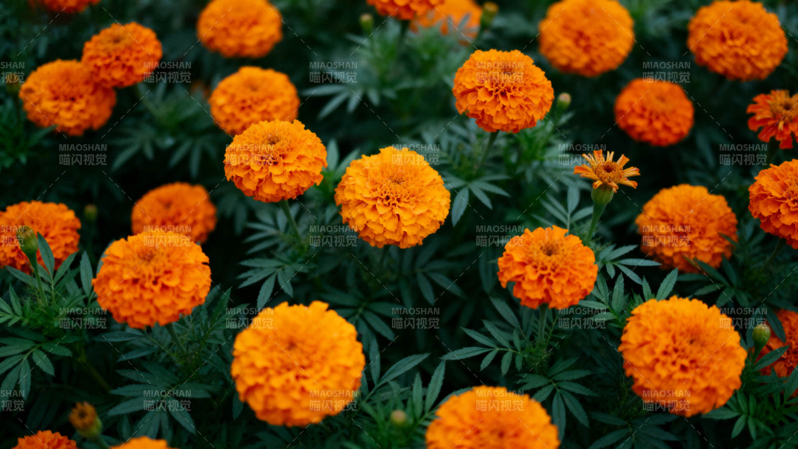 橙色万寿菊绽放图片