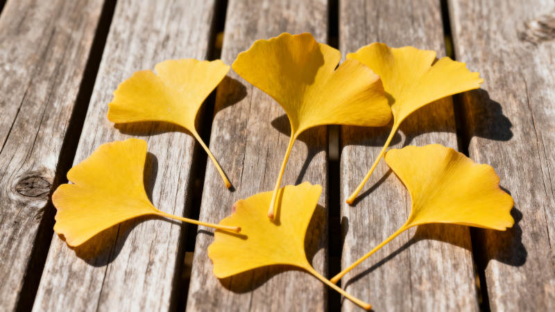 银杏叶静卧木板图片