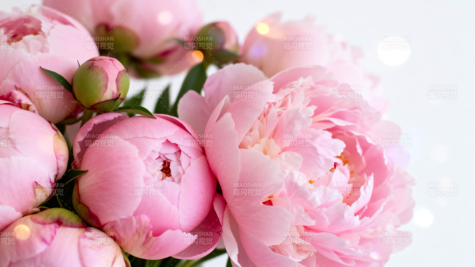 粉嫩牡丹绽放图片