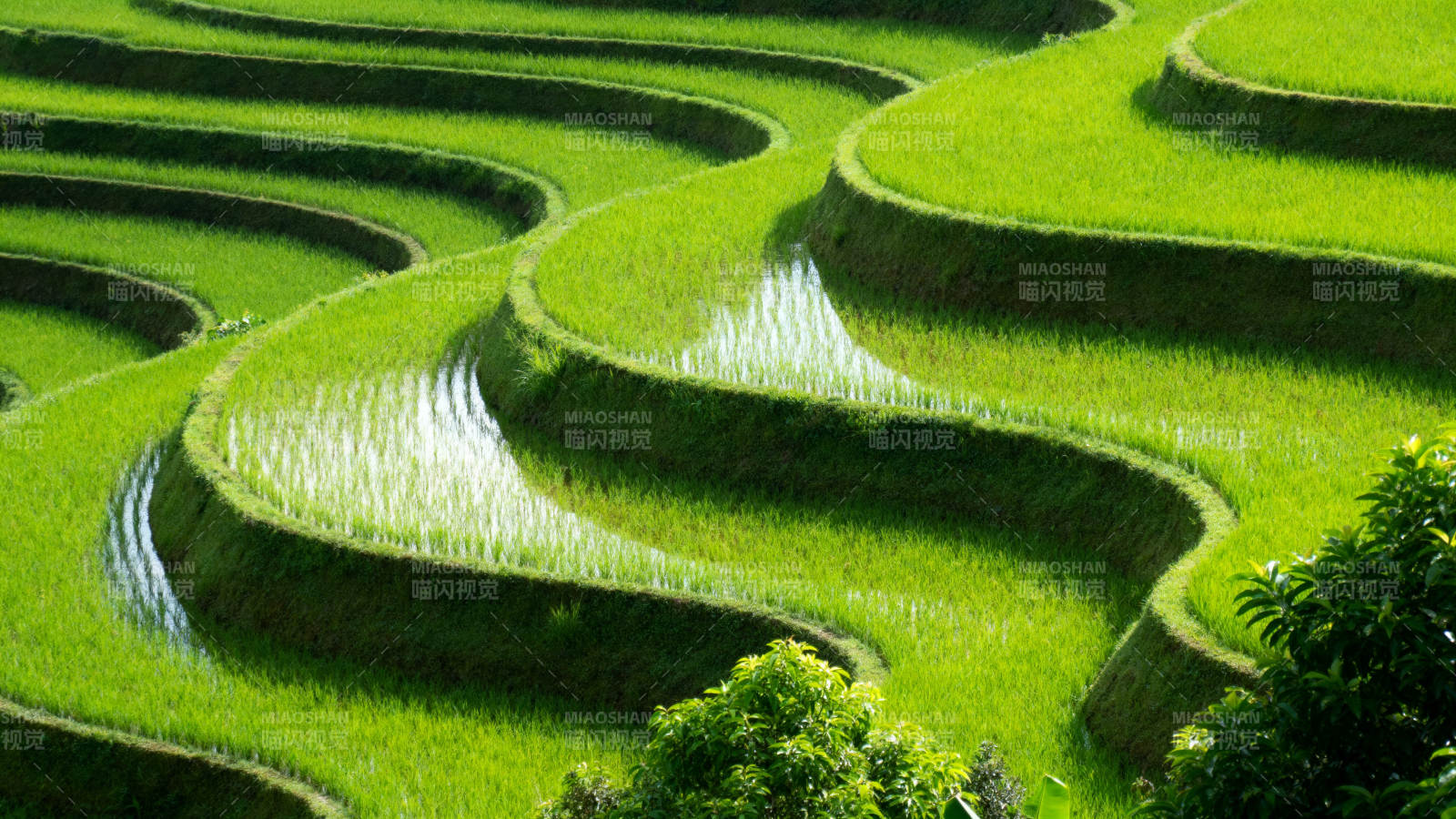 梯田绿浪图片