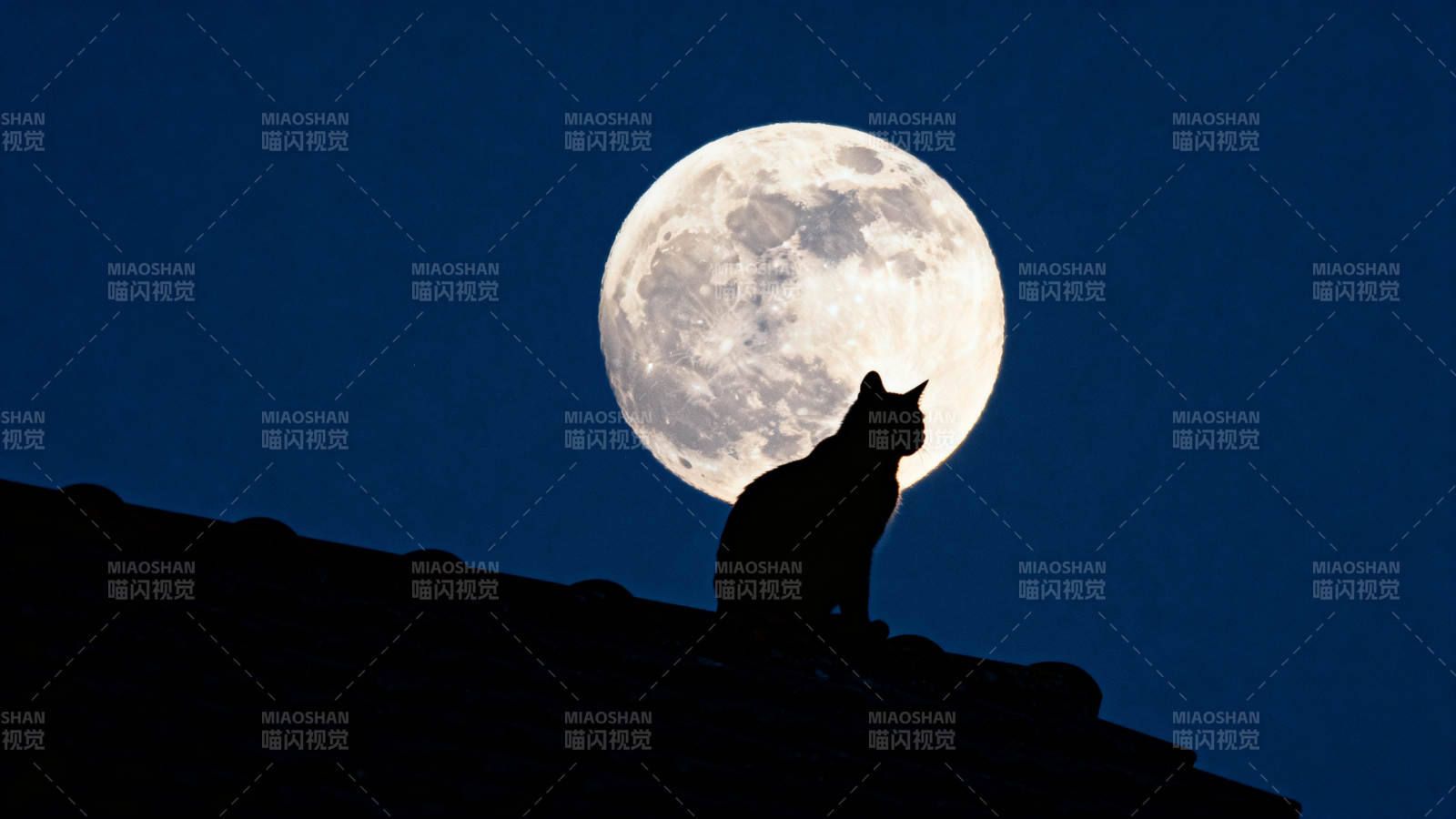 月下猫影图片