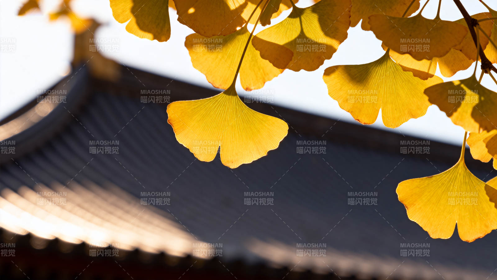 银杏叶映古檐图片