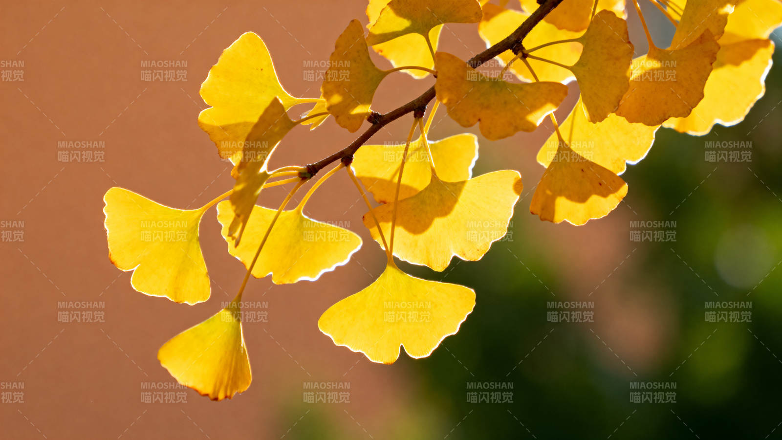 银杏叶黄秋意浓图片