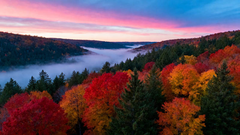 秋林晨雾映霞光图片