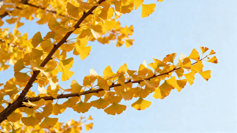 银杏叶黄秋意浓图片