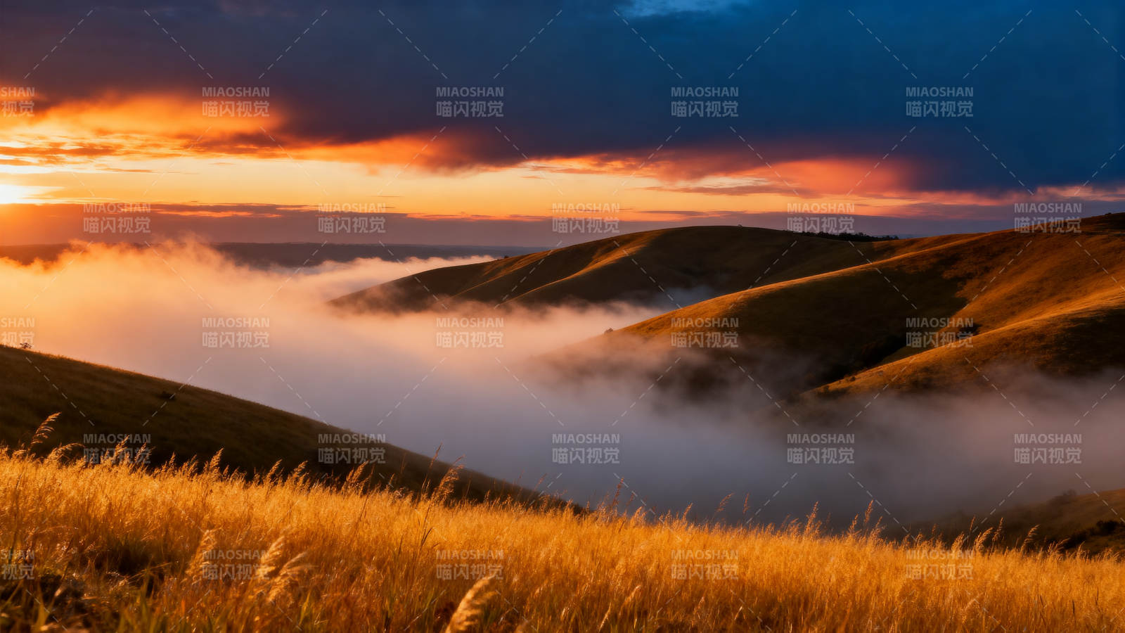 晨雾漫山 金草映霞图片