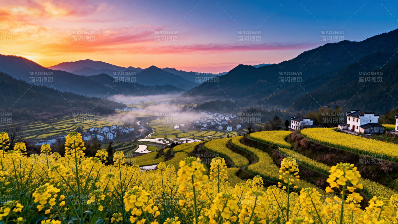 油菜花海晨曦图片