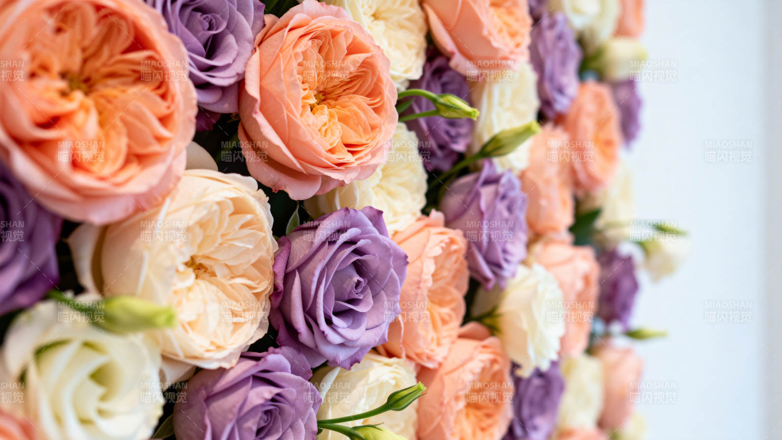 花墙绽放美色图片