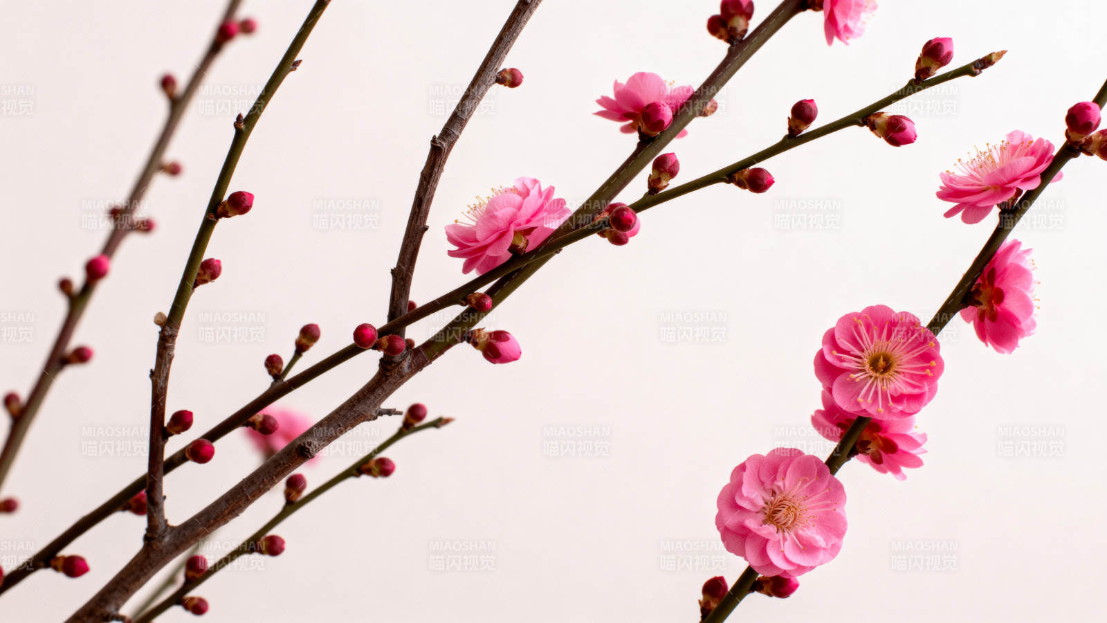 梅花绽放枝头图片