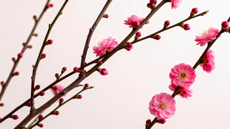 梅花绽放枝头图片