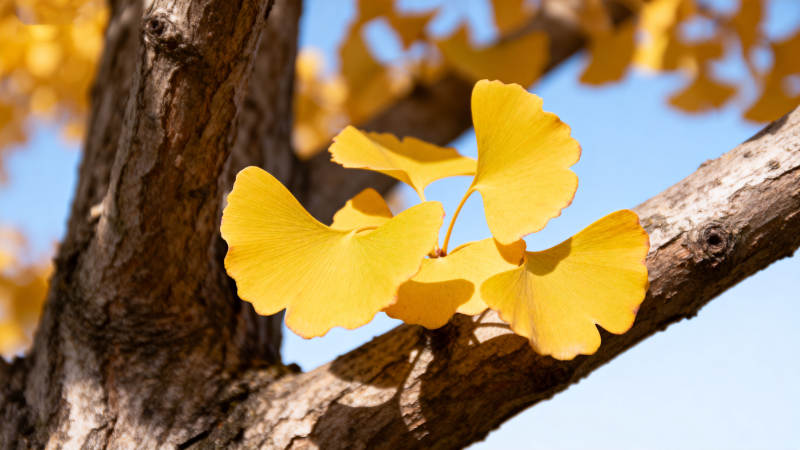 银杏叶黄秋意浓图片