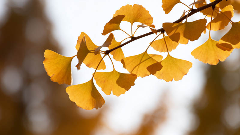 银杏叶黄秋意浓图片