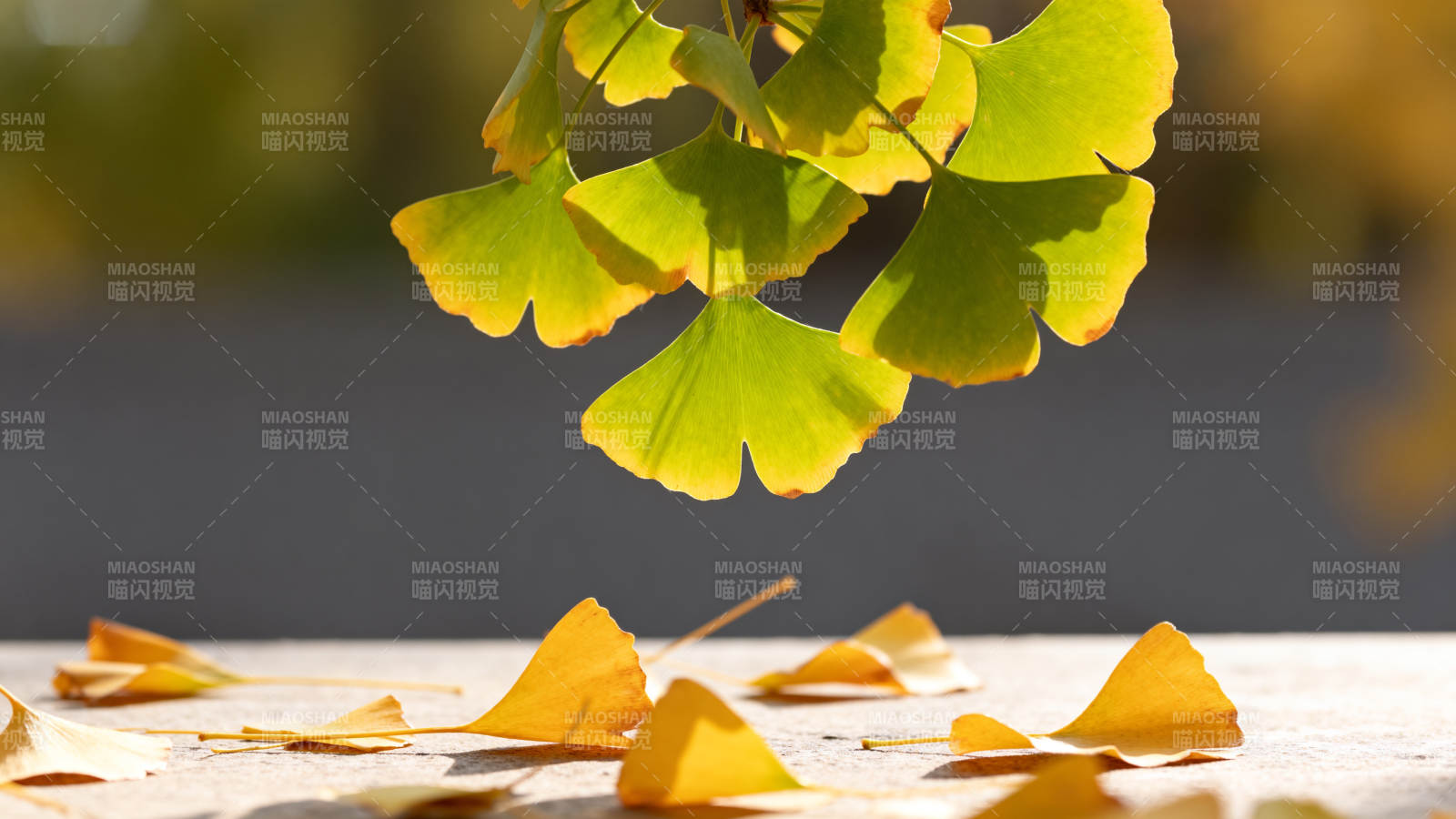 银杏叶飘落秋意浓图片