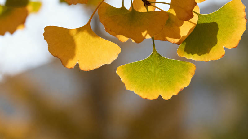 银杏叶秋景图片