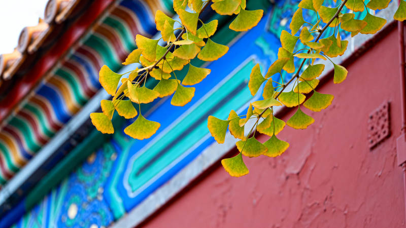 秋叶映古檐图片