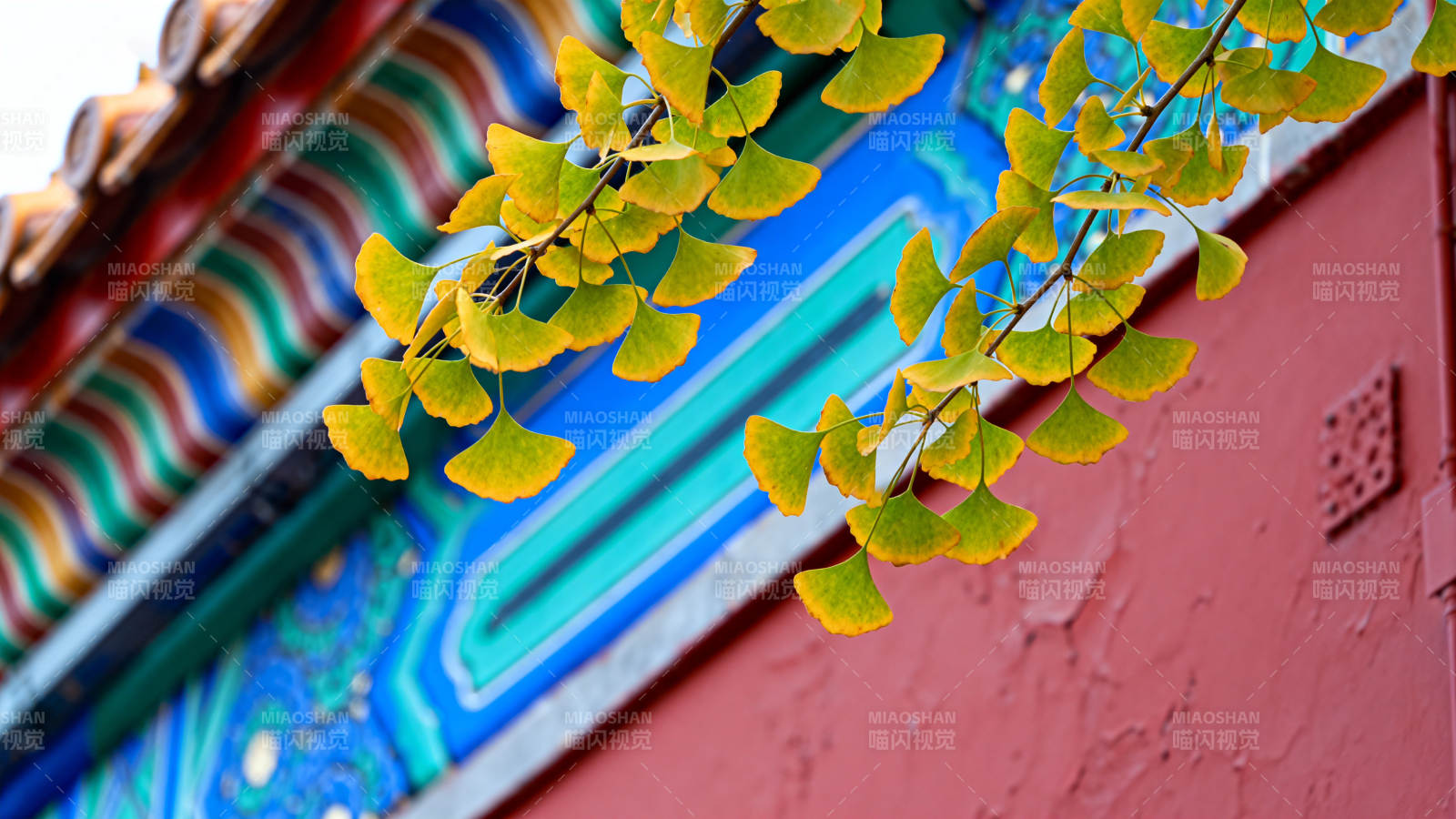 秋叶映古檐图片