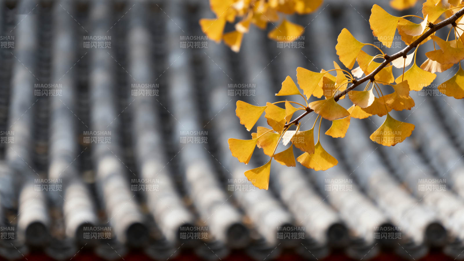 银杏叶与瓦檐图片