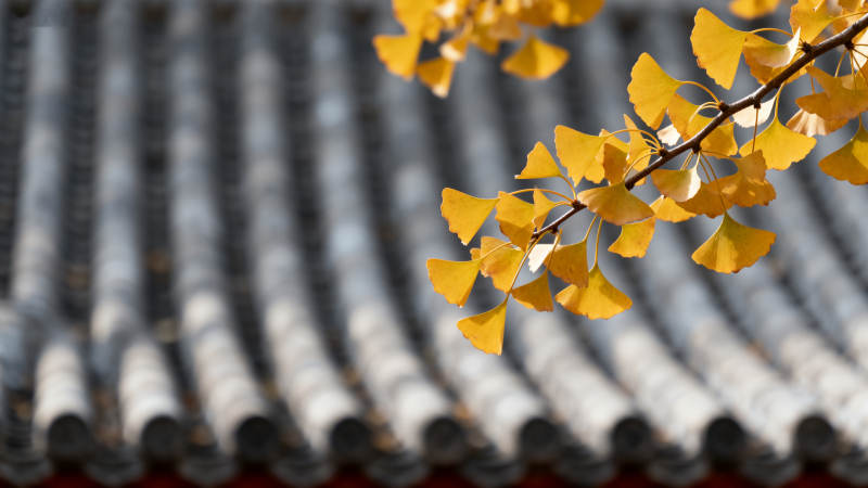 银杏叶与瓦檐图片