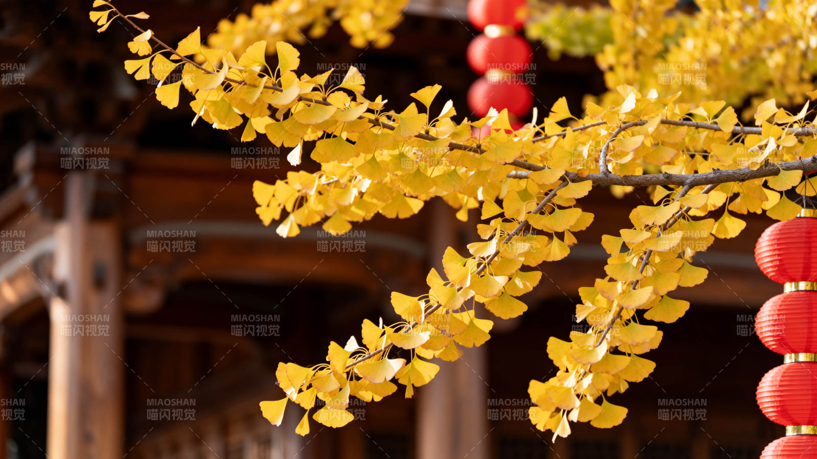 秋叶映红灯图片