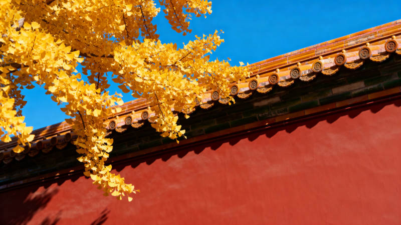 秋叶映红墙图片