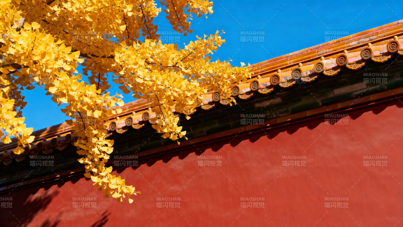 秋叶映红墙图片