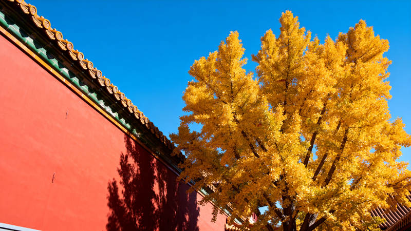 秋树映红墙图片