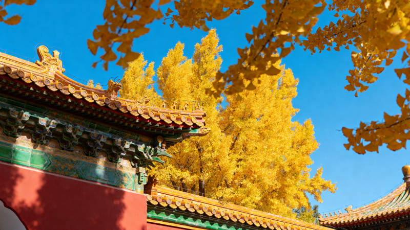 秋色中的古建筑图片