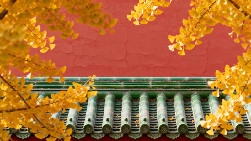 秋叶映红墙图片