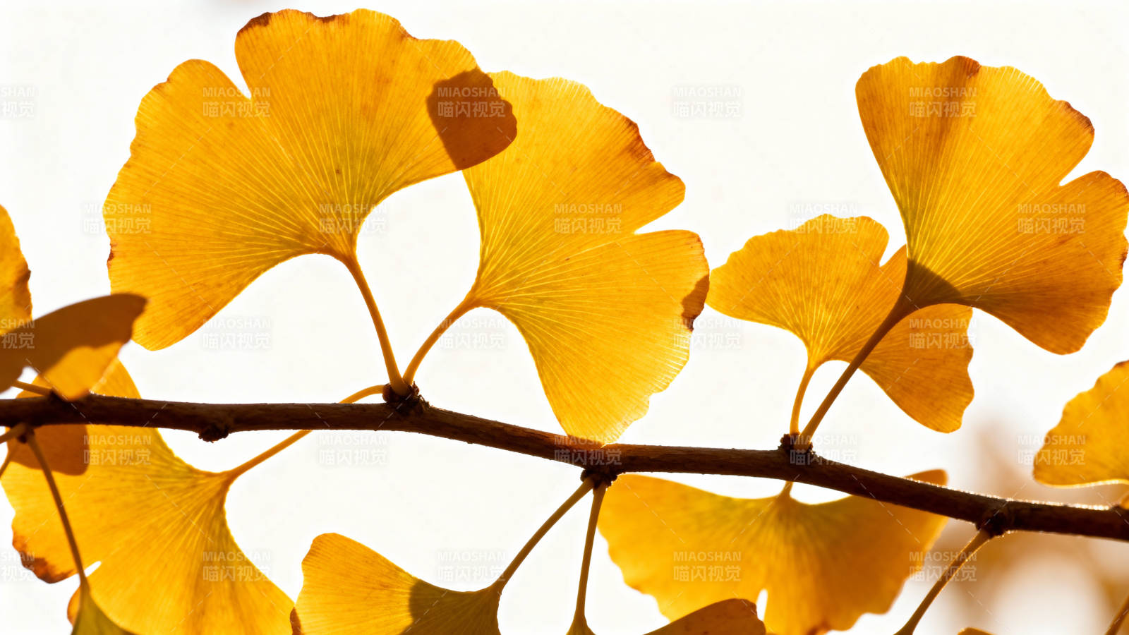 银杏叶秋色图片