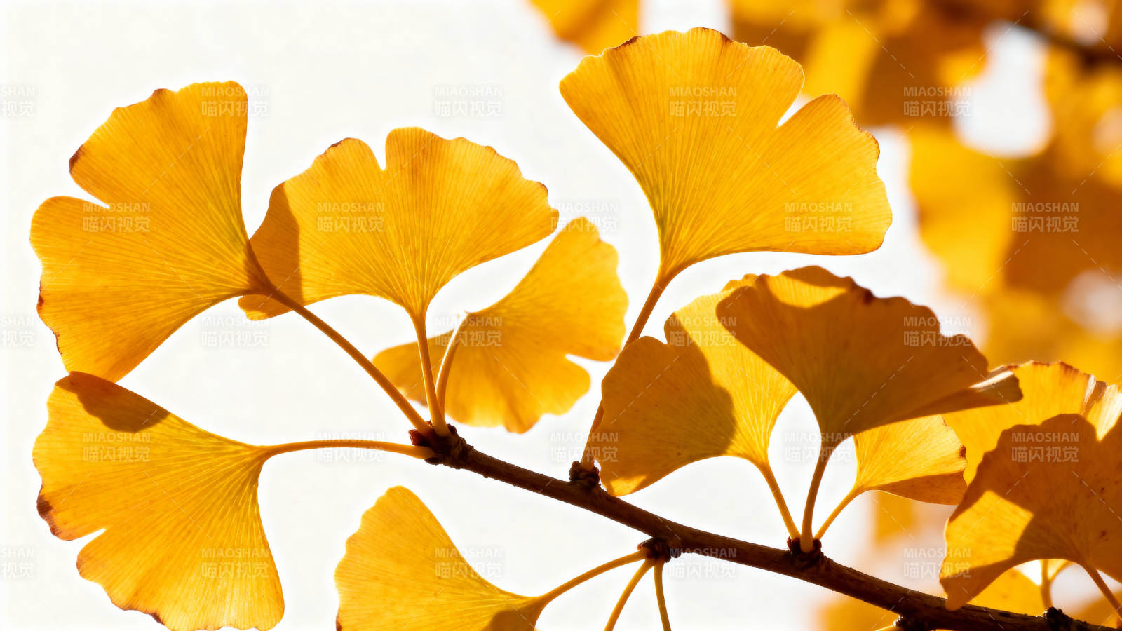 银杏叶黄秋意浓图片