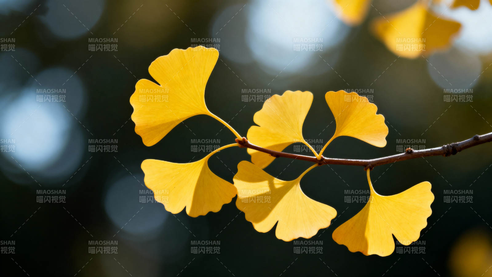 银杏叶黄秋意浓图片