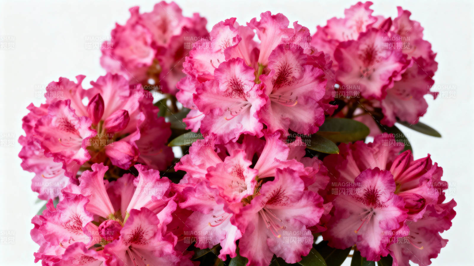 粉红杜鹃花绽放图片