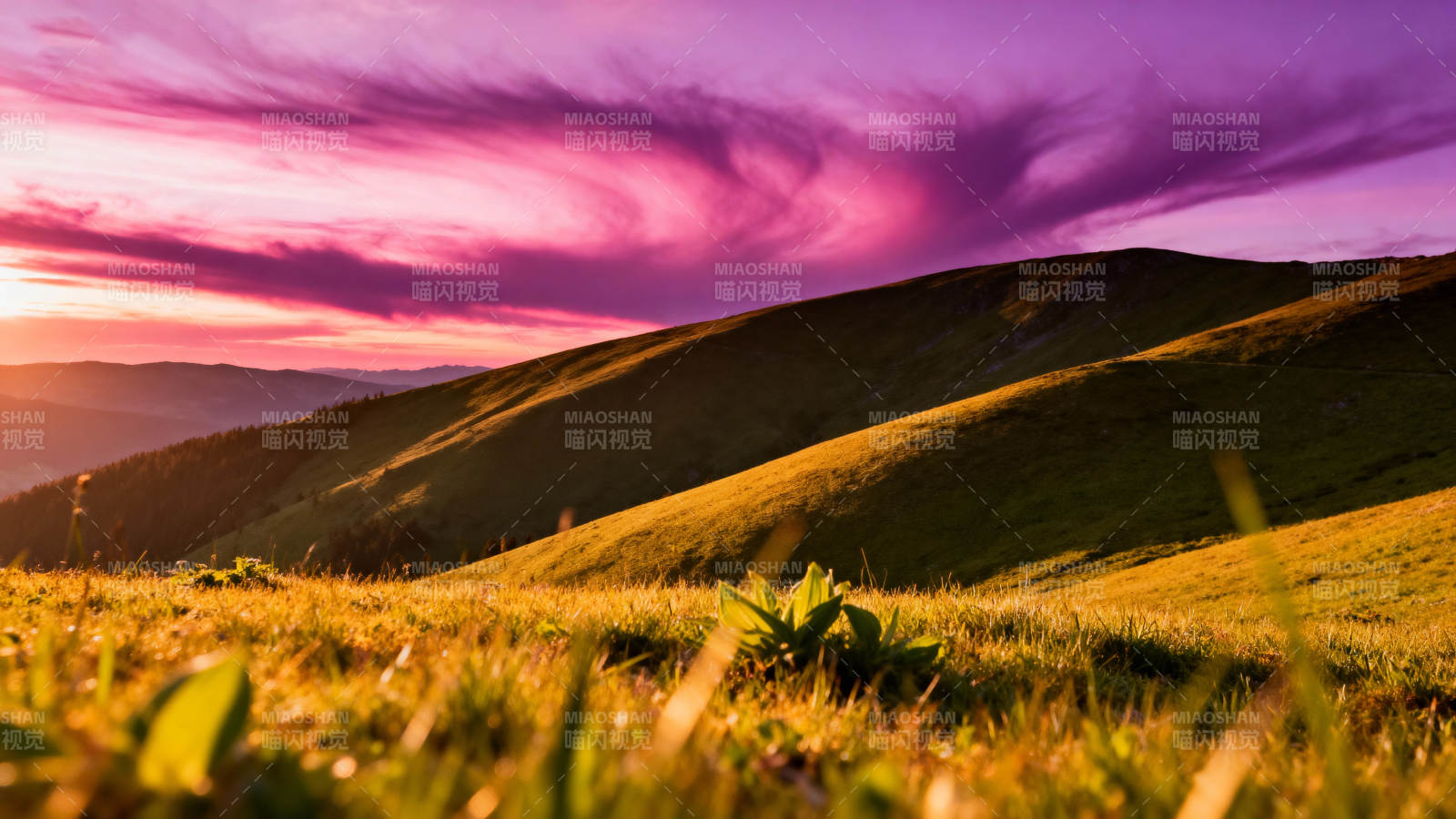 紫霞映山野图片