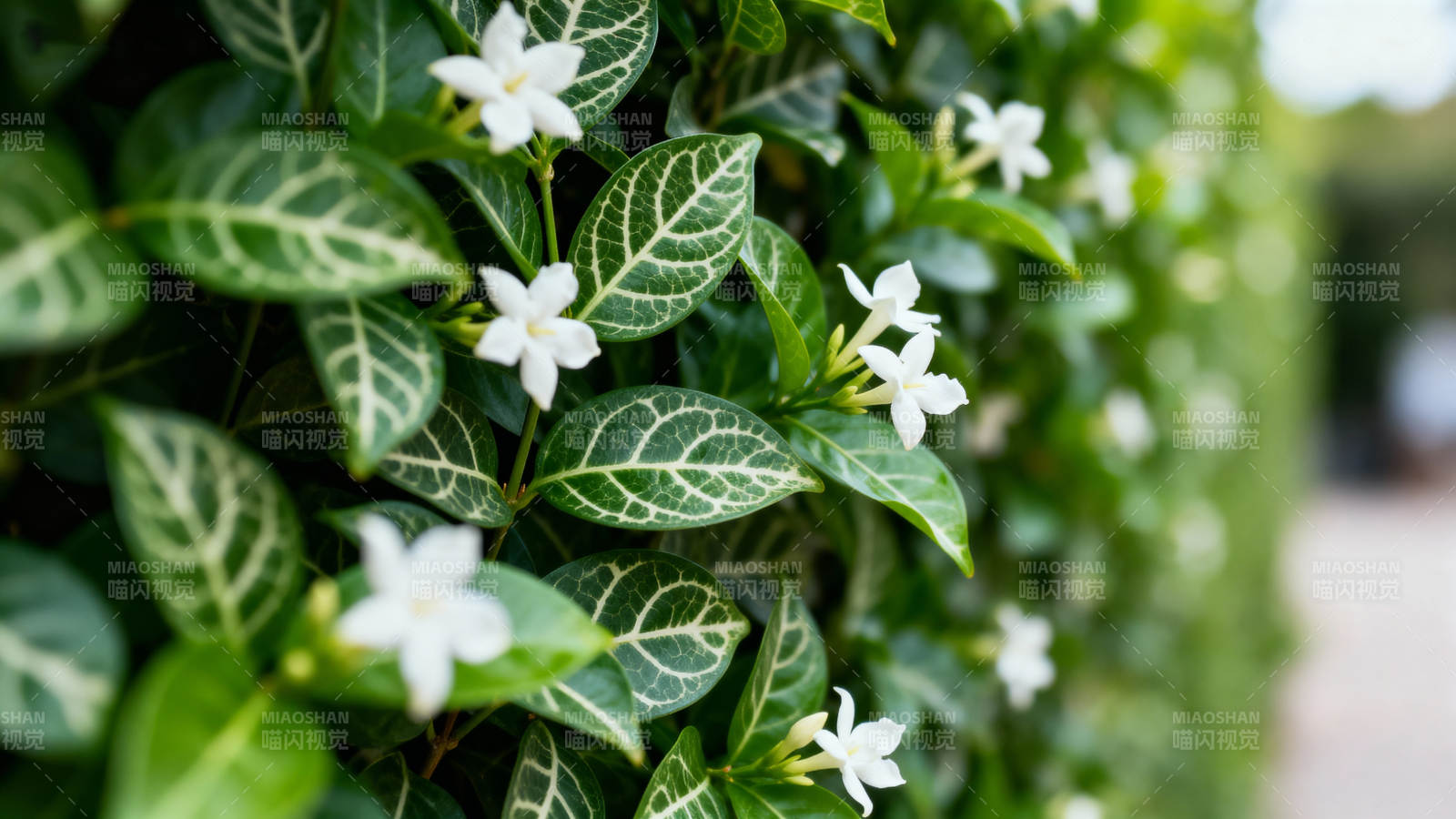 绿叶白花墙边景图片