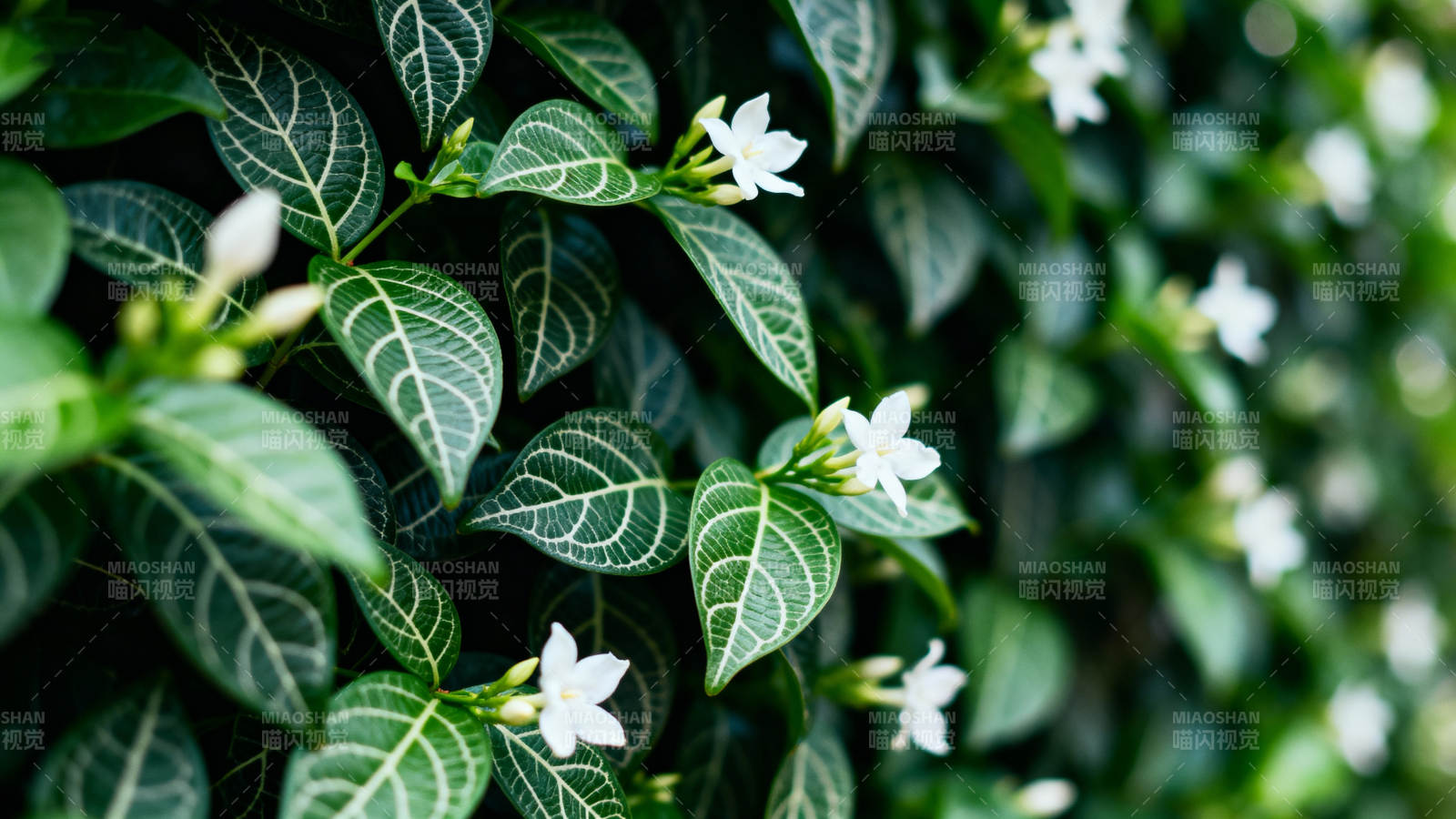 绿叶白花 清新自然图片