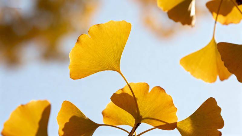 秋日银杏叶图片