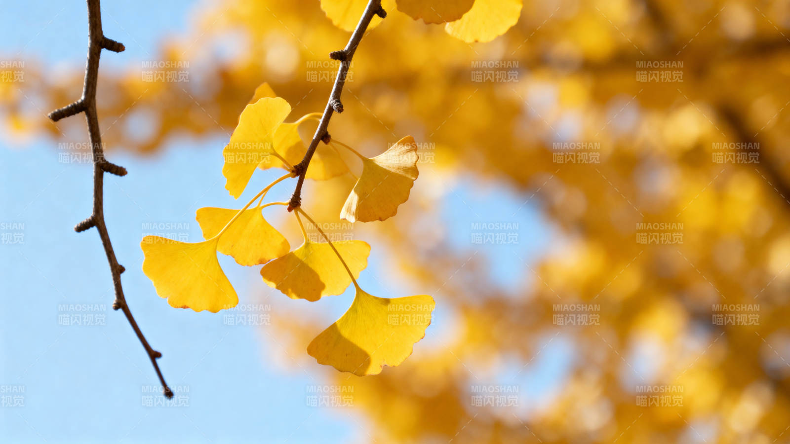 秋日银杏叶图片