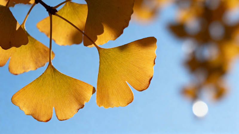 银杏叶秋日美景图片