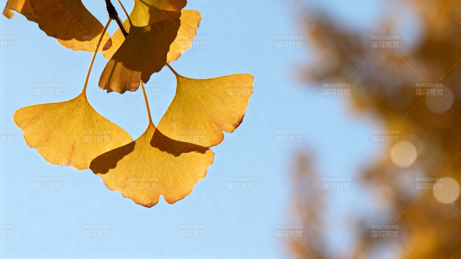 银杏叶秋日美景图片