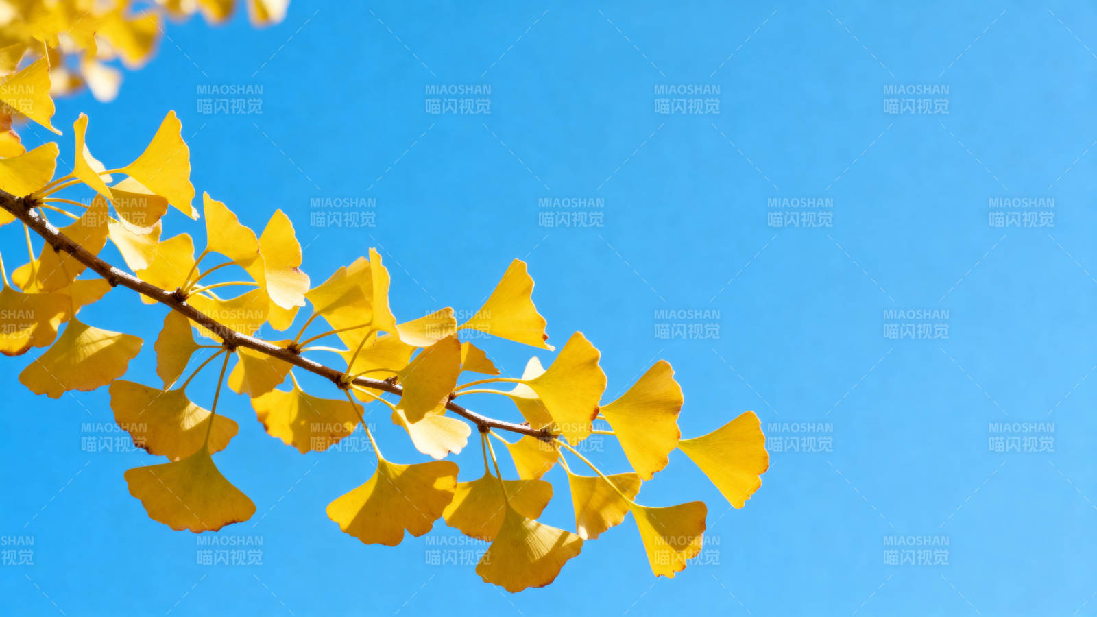 银杏叶黄映蓝天图片