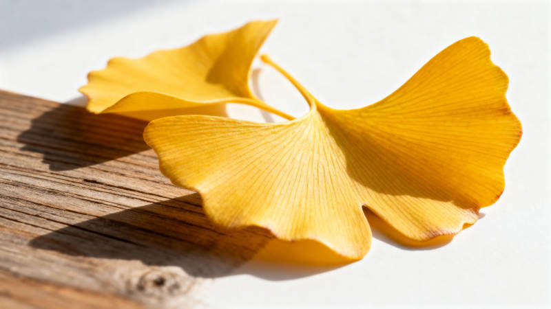 银杏叶静美秋色图片