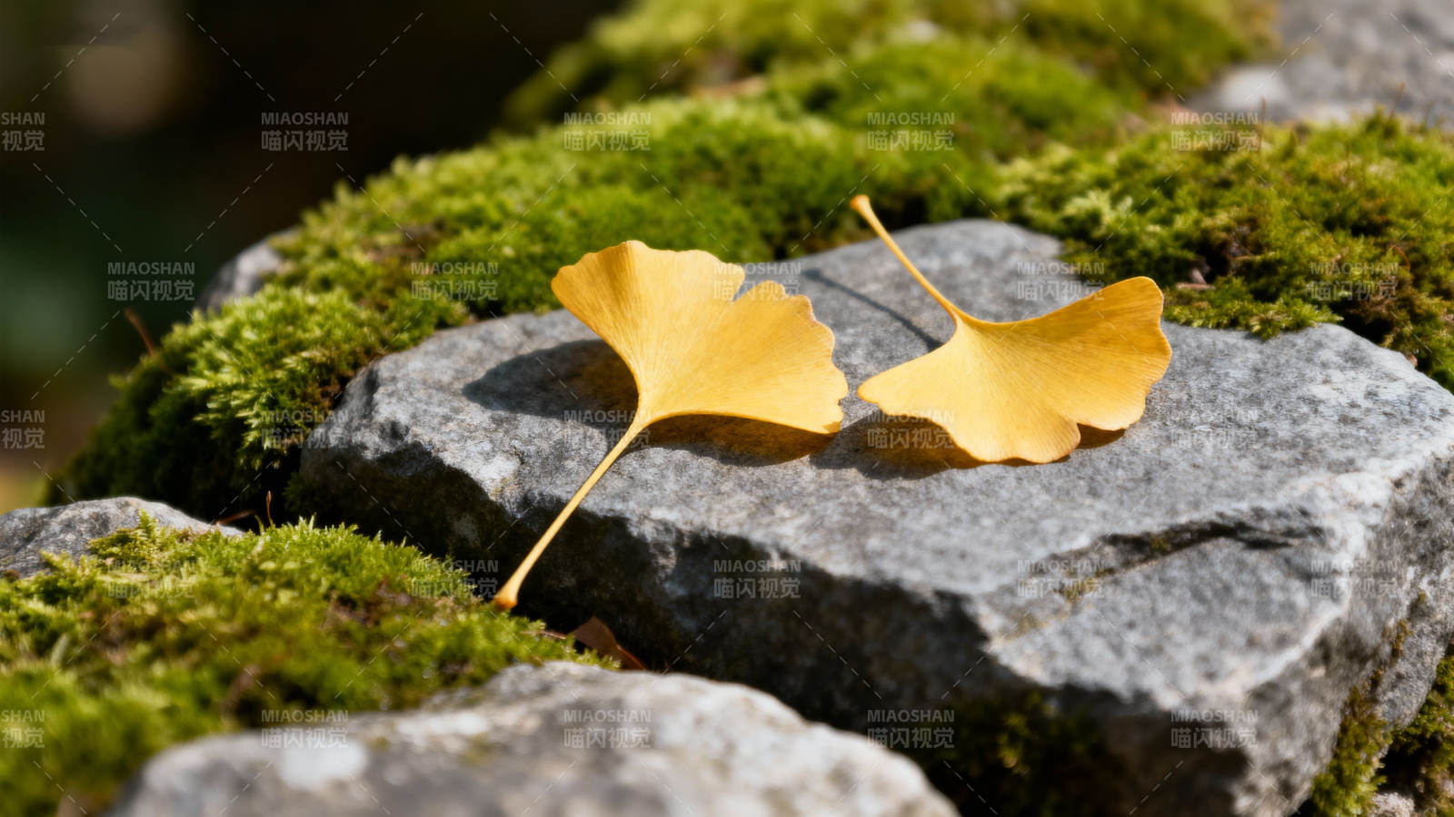 银杏叶落石上图片