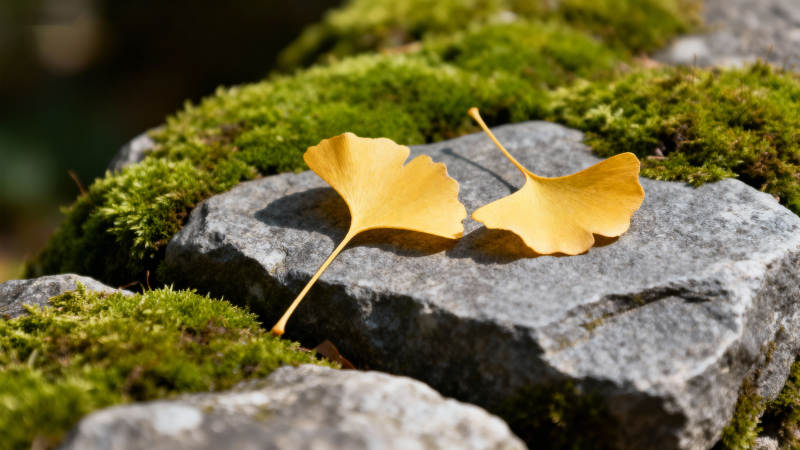 银杏叶落石上图片