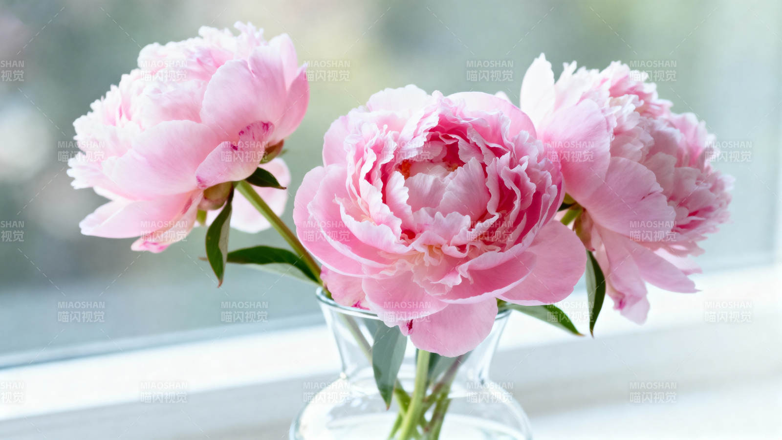粉嫩牡丹窗边绽放图片