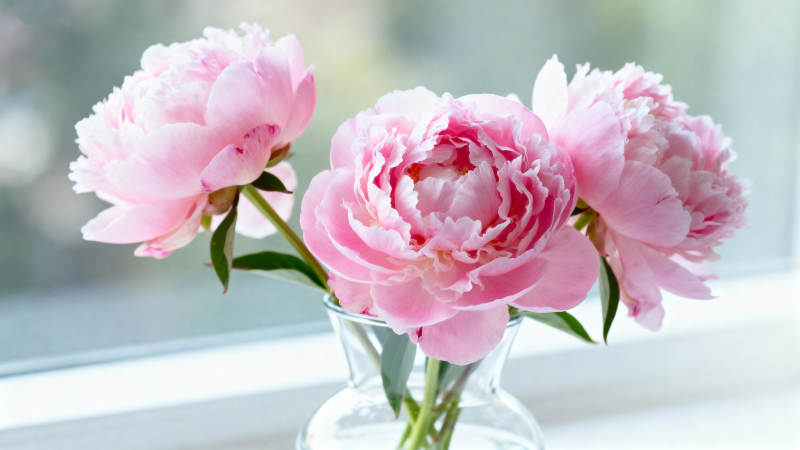 粉嫩牡丹窗边绽放图片