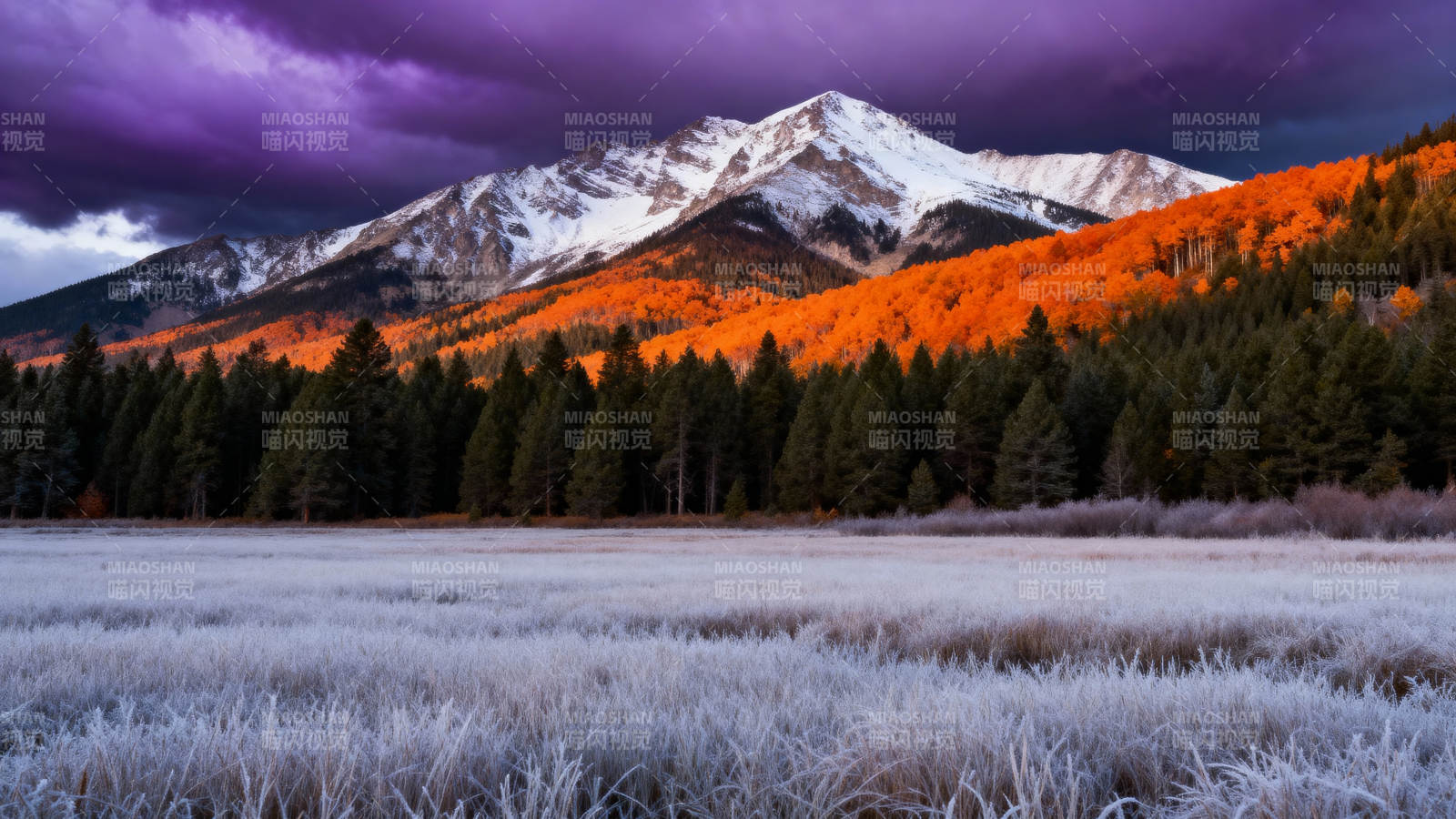 雪山秋色 霜草如银图片