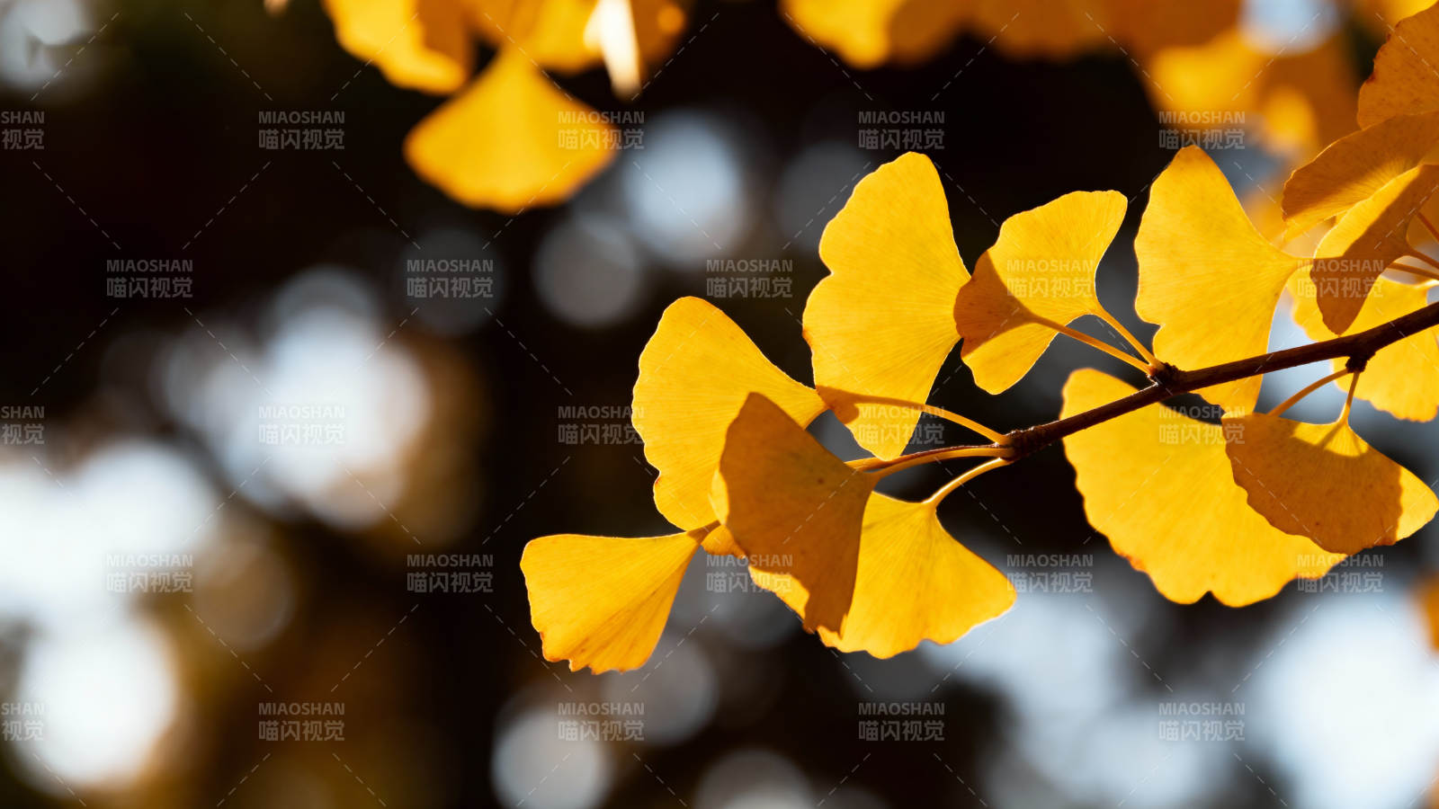 金秋银杏叶图片